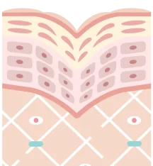 肌組織の断面図