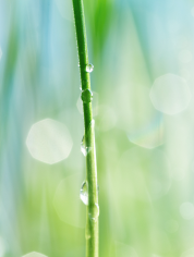 ハリナチュレのコンセプトイメージ写真