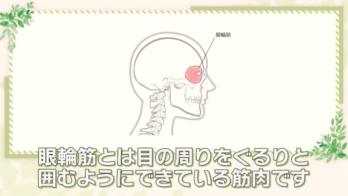 眼輪筋の衰えと眼窩脂肪の突出