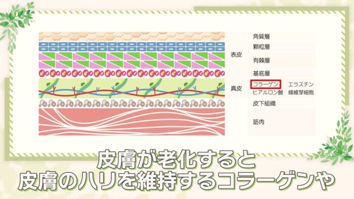 肌弾力の低下による皮膚の構造変化